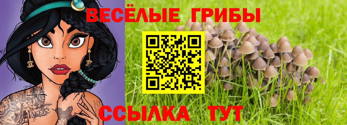 Галлюциногенные грибы Psilocybe  Вход с VPN  Мурино  Галлюциногенные грибы прущие грибы 
